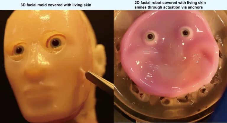 Lab-Grown Skin on Robots: Creepy or Cool?