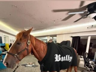 Kanye West Posts Viral Horse Photo to Promote New Album Bully