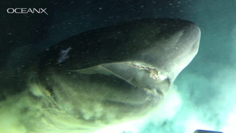 massive deep sea shark checking