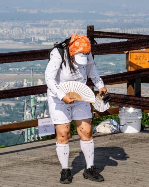 A woman fans herself to remove lovebugs or Plecia nearctica at Mount Gyeyang summit in Incheon on July 3, 2025.