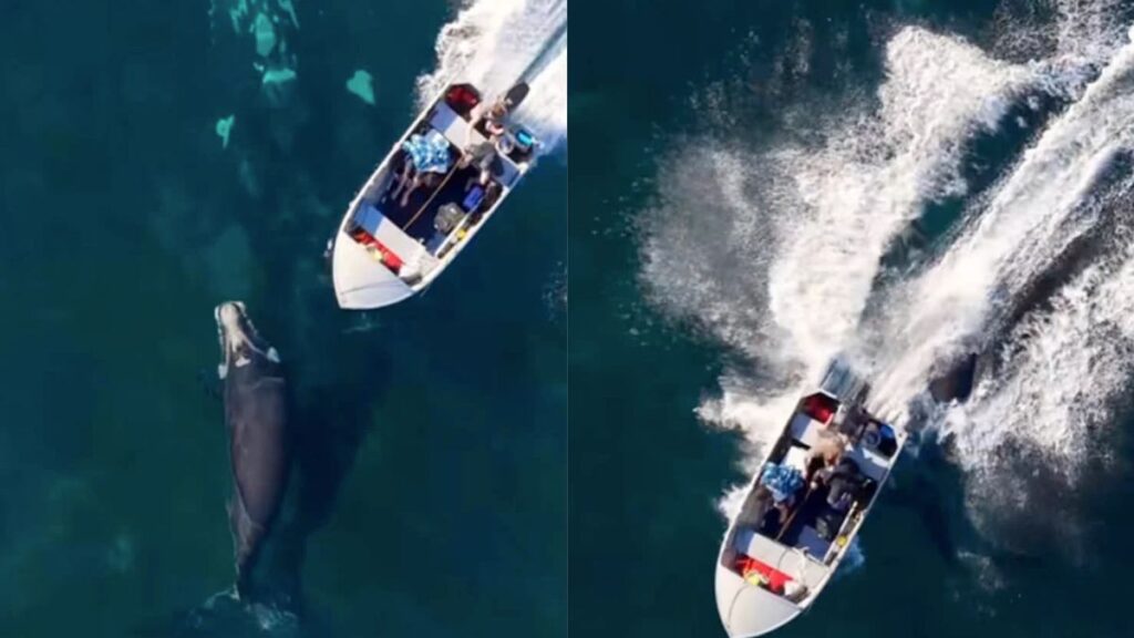 An endangered southern right whale calf was hit by a boat off the coast of Stanwell Park over the weekend. Souce Michael Hatte