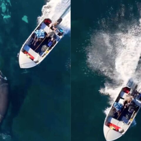 An endangered southern right whale calf was hit by a boat off the coast of Stanwell Park over the weekend. Souce Michael Hatte
