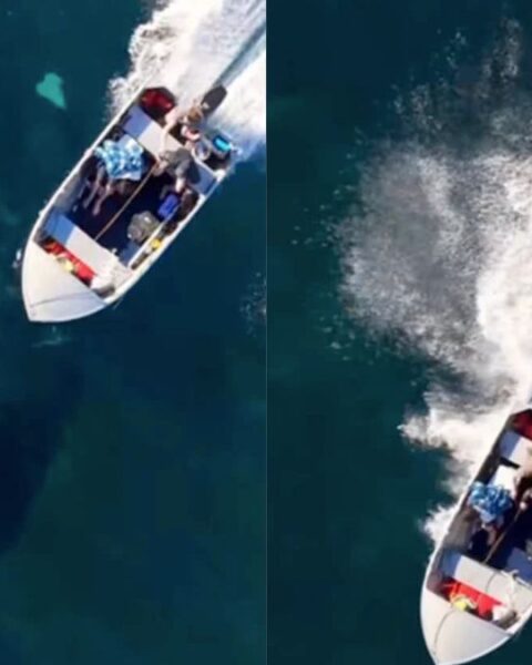 An endangered southern right whale calf was hit by a boat off the coast of Stanwell Park over the weekend. Souce Michael Hatte