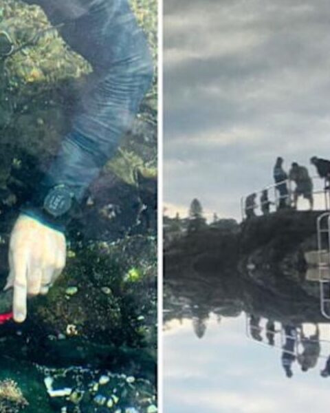 Deadly Blue-Lined Octopus Spotted in NSW Rock Pool
