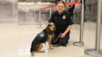 Freddie the beagle with his handler