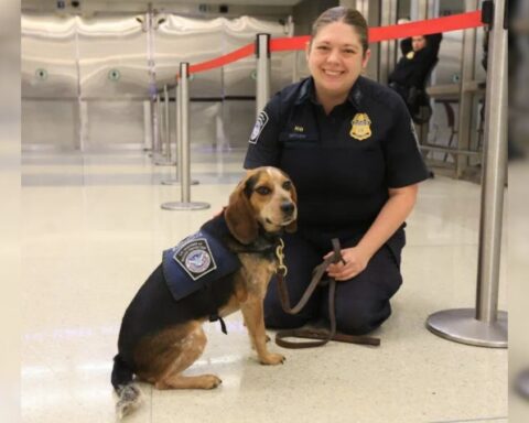 Freddie the beagle with his handler