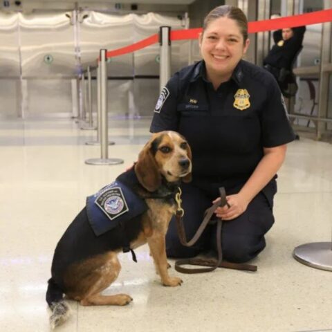 Freddie the beagle with his handler
