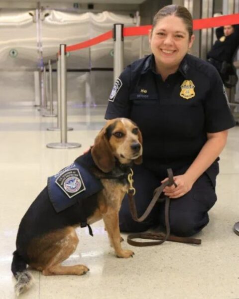Freddie the beagle with his handler