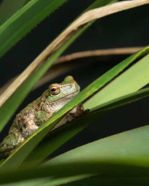 Rare Spotted Tree Frogs Found Thriving in Remote Victorian Creek