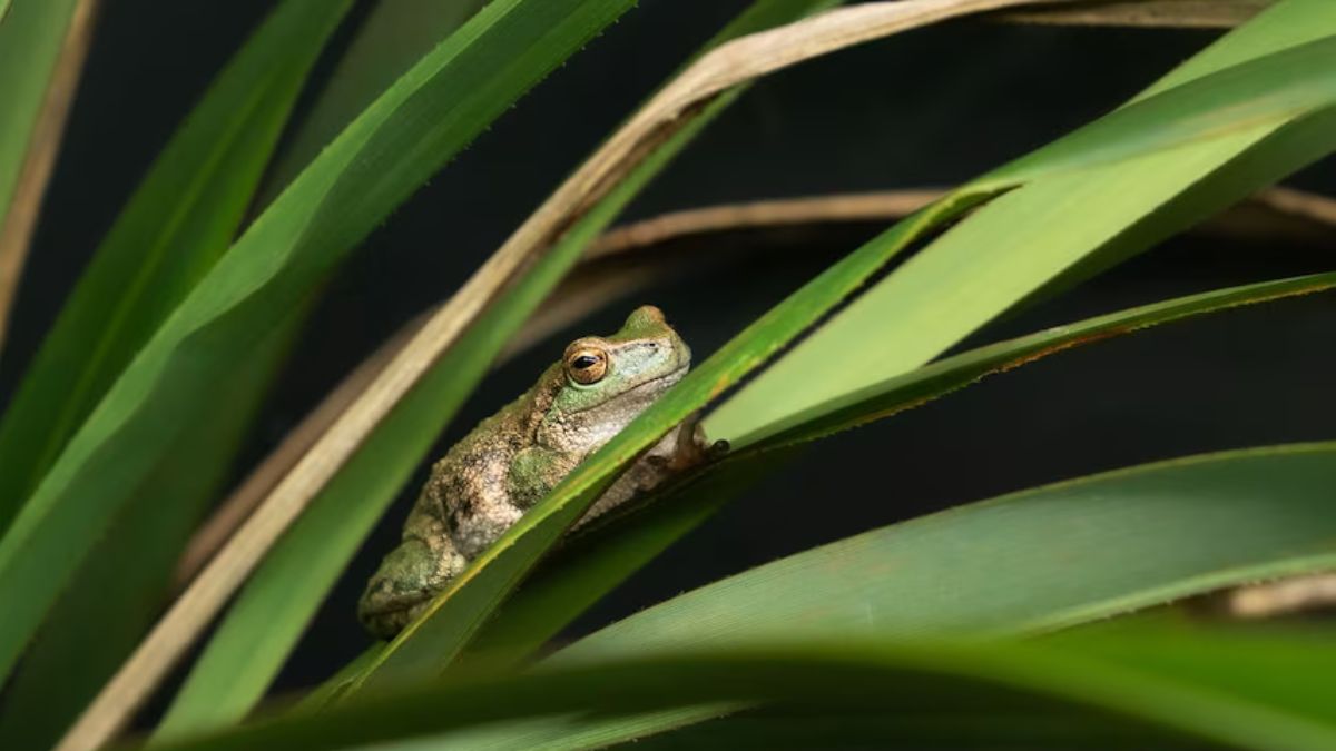 Rare Spotted Tree Frogs Found Thriving in Remote Victorian Creek