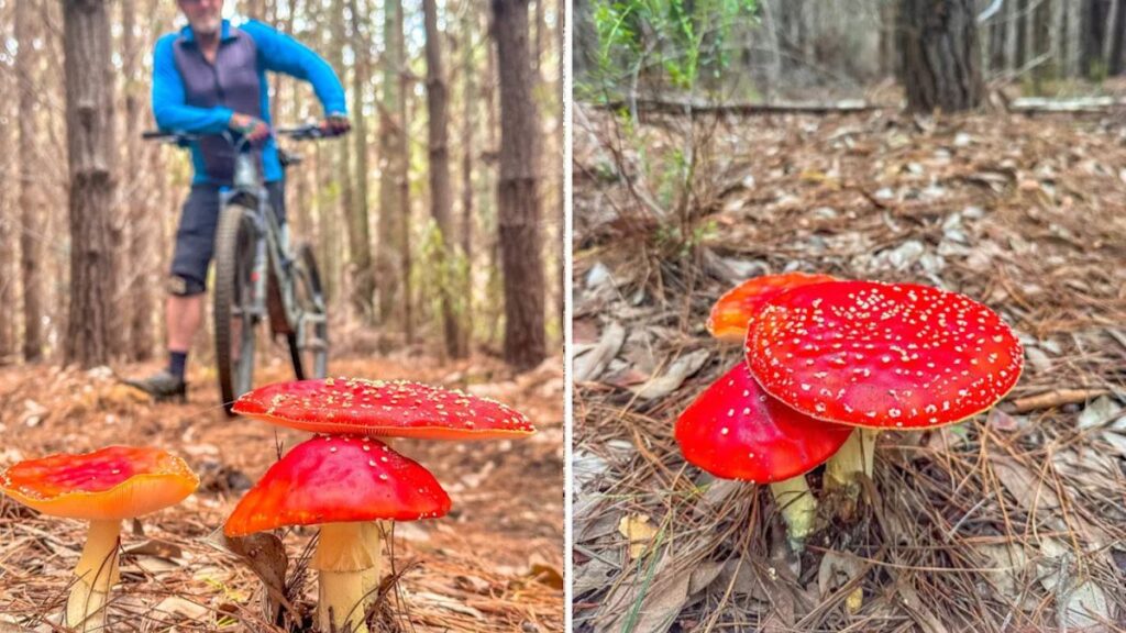 Striking ‘Fairytale’ Mushrooms Found Spreading in Western Australia Forests