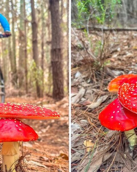 Striking ‘Fairytale’ Mushrooms Found Spreading in Western Australia Forests