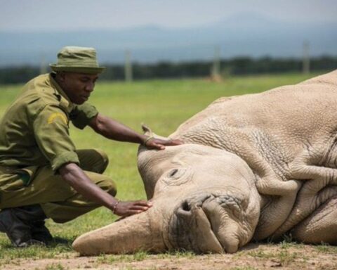 Northern White Rhino on Brink of Extinction as Scientists Race to Save Species
