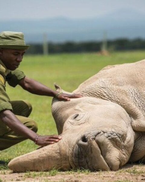 Northern White Rhino on Brink of Extinction as Scientists Race to Save Species