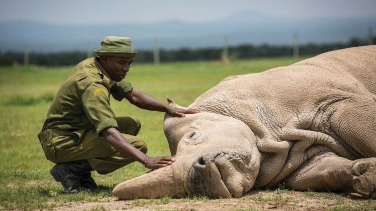 Northern White Rhino on Brink of Extinction as Scientists Race to Save Species