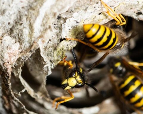 Wasps at the entrance of their nest