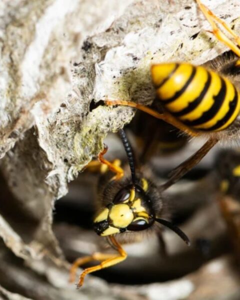 Wasps at the entrance of their nest