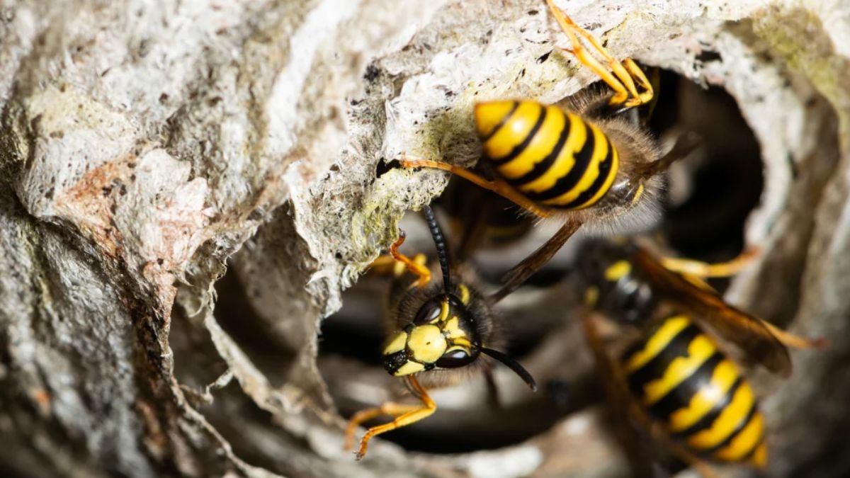 Wasps at the entrance of their nest