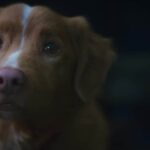 Good Boy Star Dog Indy