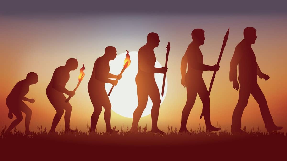 Human Evolution