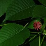 sandbox tree (Hura crepitans)