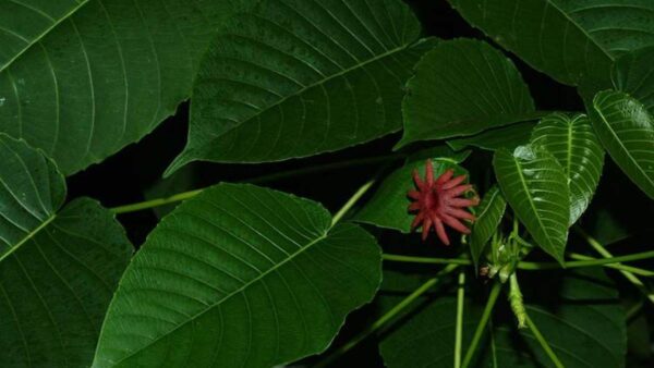 sandbox tree (Hura crepitans)