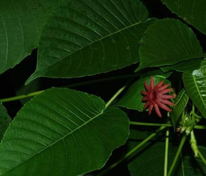 sandbox tree (Hura crepitans)