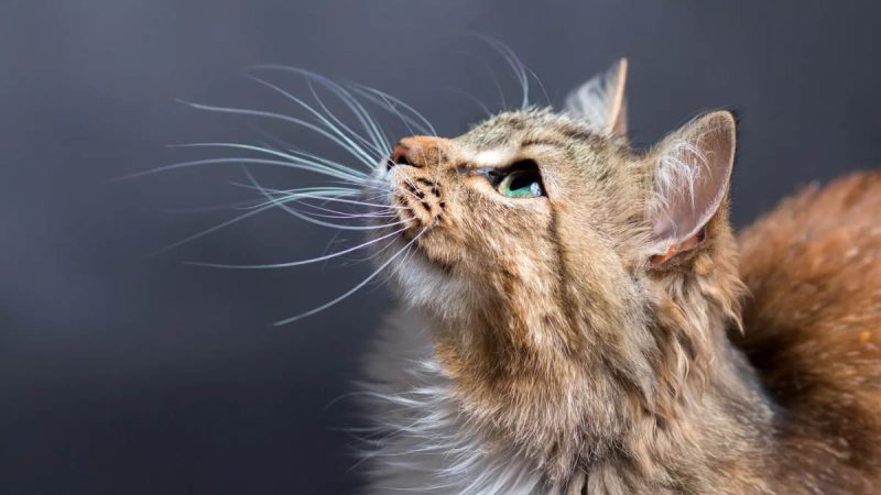 Beautiful Cat
