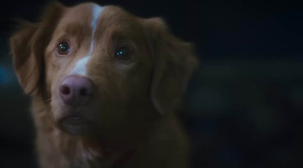 Good Boy Star Dog Indy