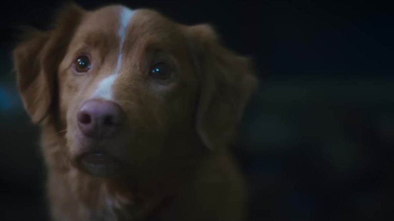 Good Boy Star Dog Indy
