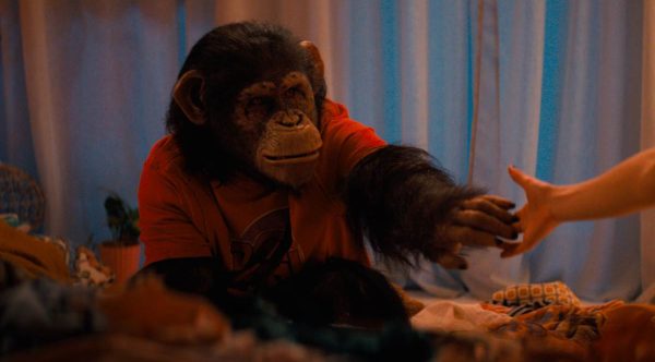 Primate
