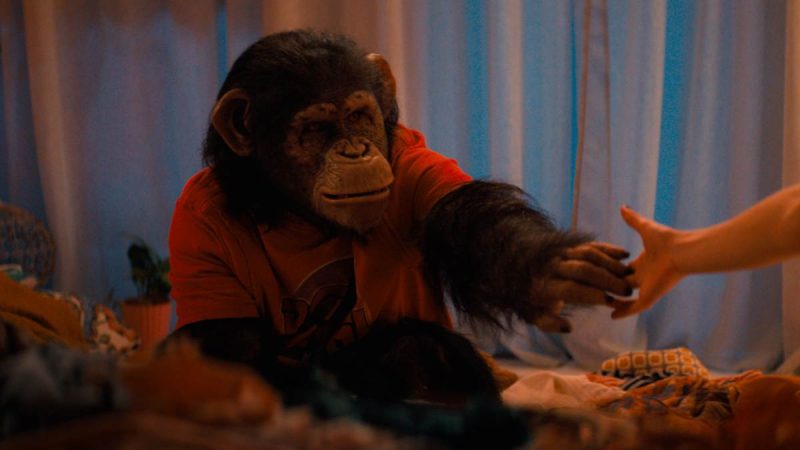 Primate