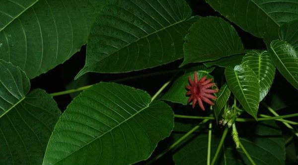 sandbox tree (Hura crepitans)